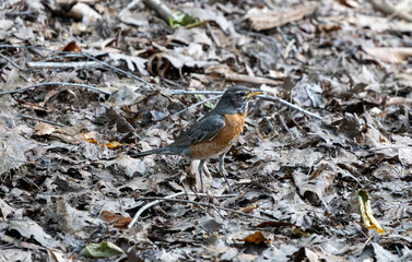 american robin