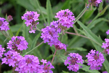 Obraz premium Purple Verbena rigida, known as slender vervain or tuberous vervain in flower.