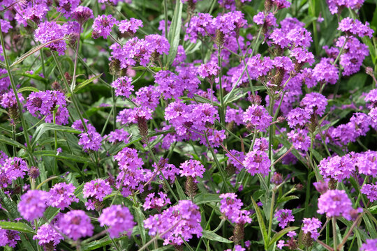 Purple Verbena rigida, known as slender vervain or tuberous vervain in flower.