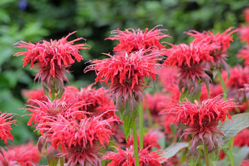 Bright red Monarda, or bergamot, ‘Cambridge Scarlet’ in flower.