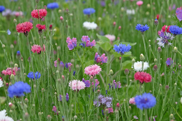Pink, blue and white mix of Centaurea cyanus, commonly known as cornflower or bachelor's button, in flower.