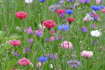 Pink, blue and white mix of Centaurea cyanus, commonly known as cornflower or bachelor's button, in flower.