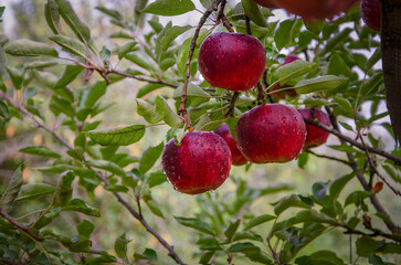 Bright ripe apples on a branch growing in the garden.
