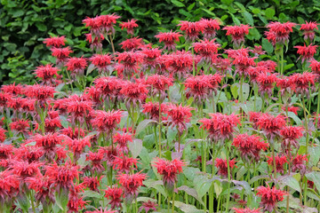 Bright red Monarda, or bergamot, ‘Cambridge Scarlet’ in flower.
