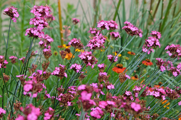 Fototapeta premium Dianthus carthusianorum, commonly known as Carthusian pink in flower.