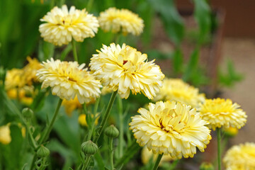 Pale yellow Calendula officinalis, marigold ‘Snow Princess’ in flower.