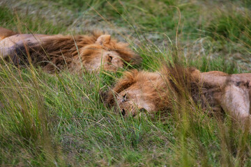 Resting lions photographed on an African Safari