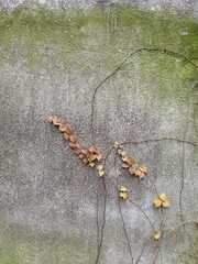 Leaves on the wall