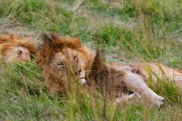 Resting lions photographed on an African Safari
