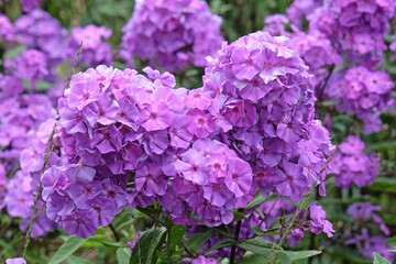 Fototapeta premium Purple Phlox paniculata ‘Blue Paradise’ in flower.