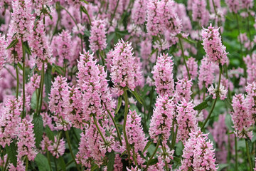 Fototapeta premium Betonica officinalis, pink betony ‘Rosea’ in flower.