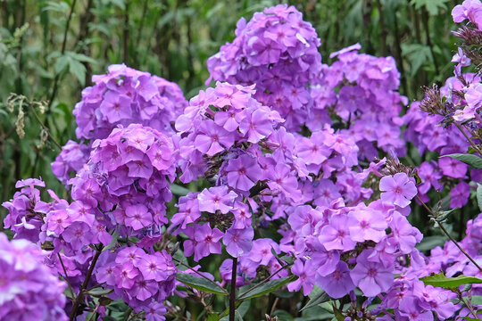 Purple Phlox paniculata &lsquo;Blue Paradise&rsquo; in flower.
