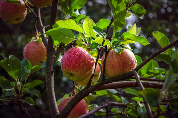 Apples of the 