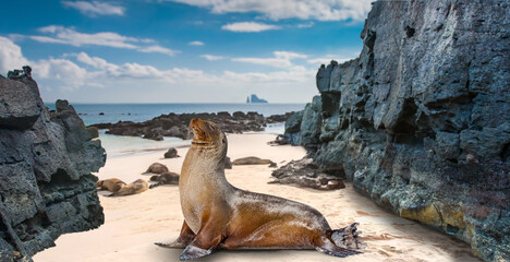 Galapagos Islands. Ecuador.Sea lion resting on sandy beach surrounded by volcanic rocks and ocean view in the Galápagos Islands © Grispb