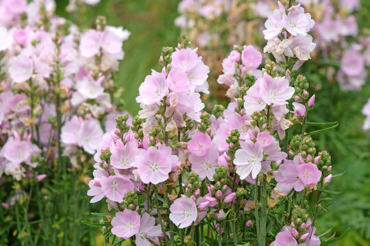 Pale pink Sidalcea, or prairie mallow, &lsquo;Little Princess&rsquo; in flower.