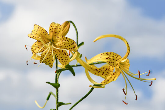 オウゴンオニユリ Golden Tiger Lily