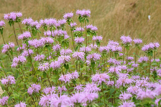 Pale pink Monarda fistulosa, wild bergamot or bee balm, in flower.