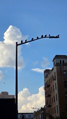 birds on the pole