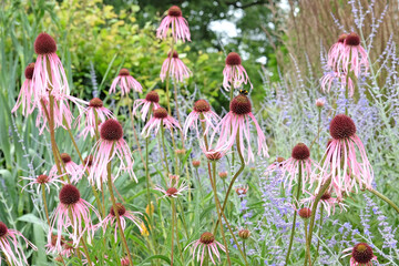 Pink Echinacea pallida, pale purple coneflower, in bloom.