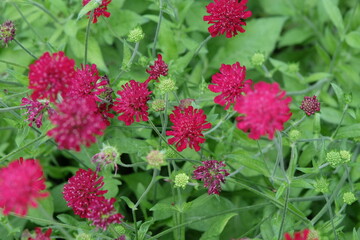 Red Knautia macedonica, Macedonian scabious, ‘Mars Midget’ in flower.