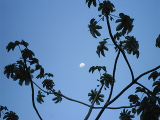 tree and blue sky