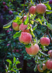 Ripe apples of the 