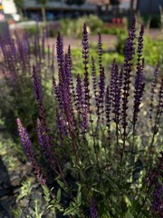 Obraz premium lavender field provence france