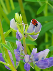 A lady bug clings to the outside of a partially opened lupine bloom.
