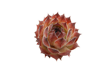 Sempervivum, houseleeks or liveforever succulent plant with purple leaves rosette isolated...