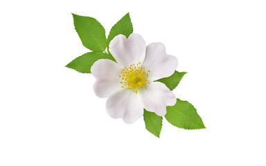 Fototapeta premium Pale pink rosa canina flower with leaves isolated transparent png. Medicinal dog rose.