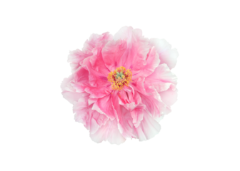 Pink tree peony flower isolated on transparent png