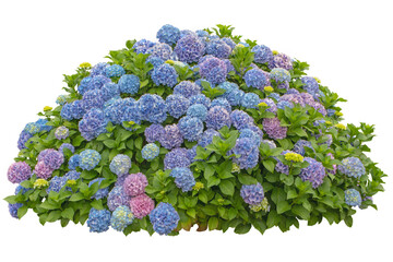 Hydrangea macrophylla shrub with blue and pink flowers isolated transparent png.