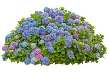 Hydrangea macrophylla shrub with blue and pink flowers isolated transparent png.