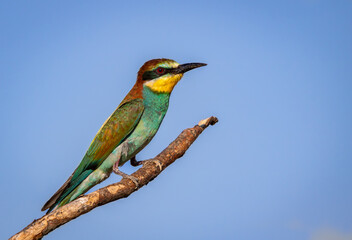 European bee-eater standing on dry branch