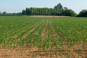 A green corn field with plants growing thriving in nature. This image evokes feelings of fertility and growth, symbolizing the beauty of sustainable agriculture, good food that respects the earth.