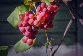 Close-up of bunch of grapes on vine growing in garden.
