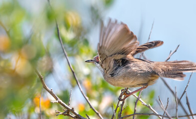 Female Sardinian Warbler Taking Off (Curruca Melanocephala)