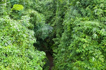 Lush green foliage surrounds a narrow river in Ubud, Bali, Indonesia. The dense vegetation creates...
