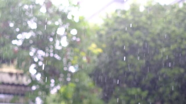 Rain falling on trees and a building. The rain is coming down in a steady stream, creating a peaceful and calming atmosphere. The trees are lush and green, and the building is a mix of old