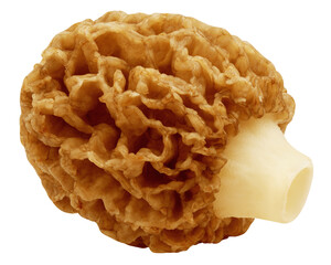 Morel mushroom, Gyromitra isolated on white background, full depth of field