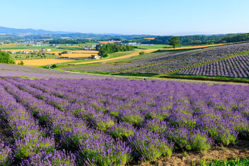 Obraz premium 日の出公園のラベンダー