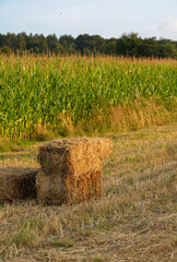 Golden hay bales stacked beside a lush cornfield in Achterberg, a small Dutch village, glowing...