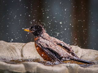 American Robin taking a bird bath in birdbath on a hot summer day