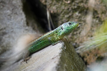 Male agile lizard sunbathing on a stone