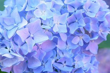Background with lilac hydrangea flowers, selective focus