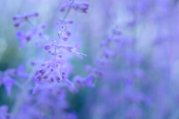 Small lilac lavender flower on blurred background