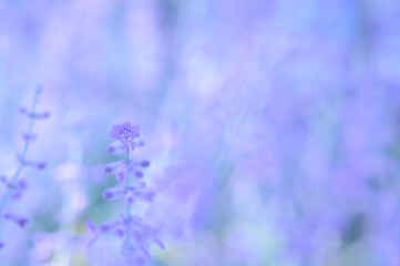 Lilac blurred background with lavender flower, selective focus