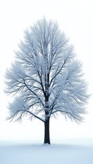 Isolated bare tree branches covered in frost, snow against clean white background. Winter scene features delicate icy textures, stark, minimalist composition, evoking sense of tranquil solitude,