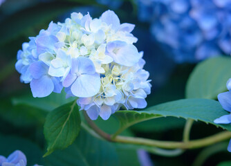 Flower in hydrangea inflorescence on blurred background, selective focus