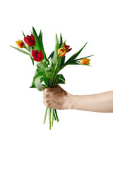 Outstretched hand holding bouquet of red and yellow tulips,isolated on white background